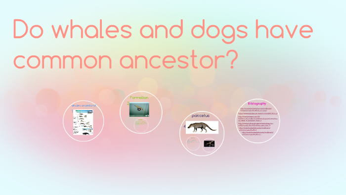 do humans share a common ancestor with whales