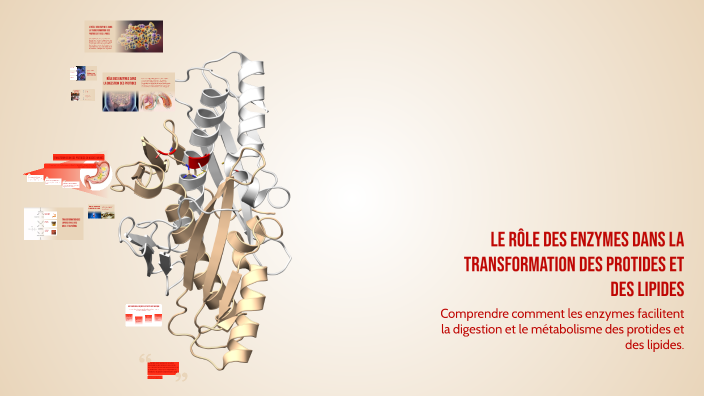 Portides Le rôle des enzymes dans la transformation des protides et des lipides ...