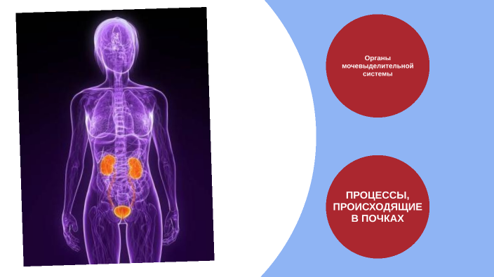 Мочевыделительная система человека строение картинки