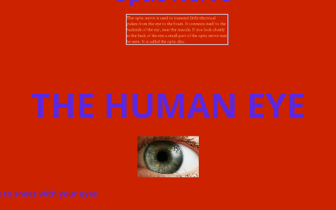 The human Eye by bob fredy on Prezi