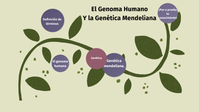 La Genética Mendelina Y El Genoma Humano By Valeria Blanco On Prezi 2042