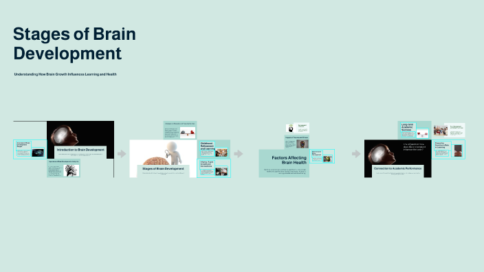 Stages of Brain Development by Gabriella Acosta on Prezi