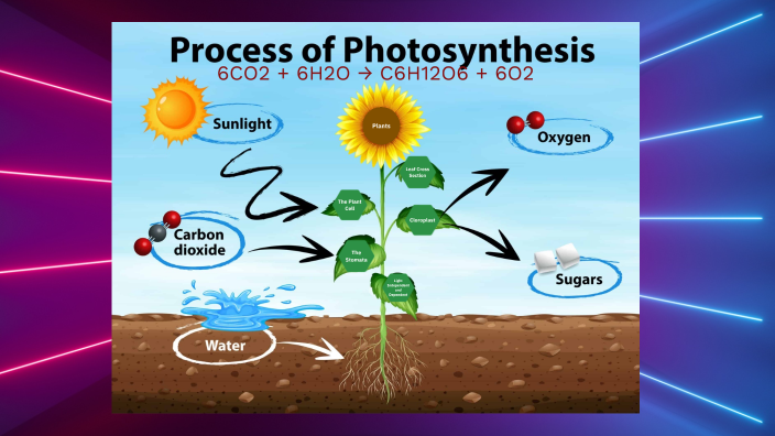 Photosynthesis Model by Roara Richardson on Prezi