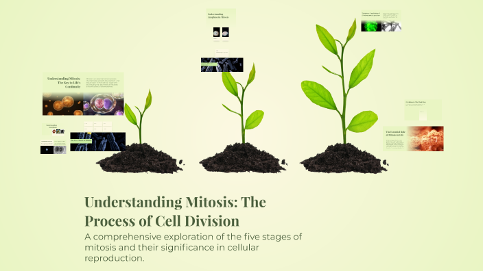 Understanding Mitosis: The Process of Cell Division by Gisel Lans ...