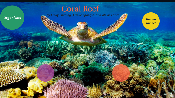 Coral Reef by Emily Findling on Prezi