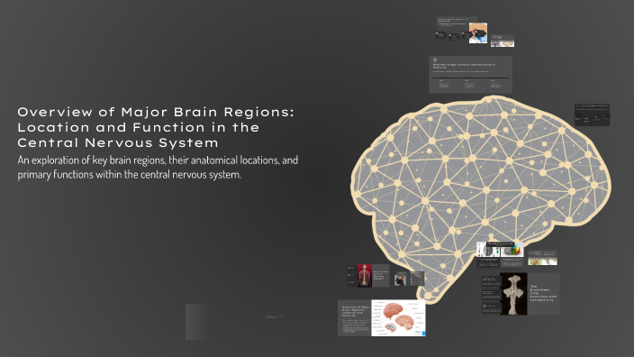 Overview of Major Brain Regions: Location and Function in the Central ...