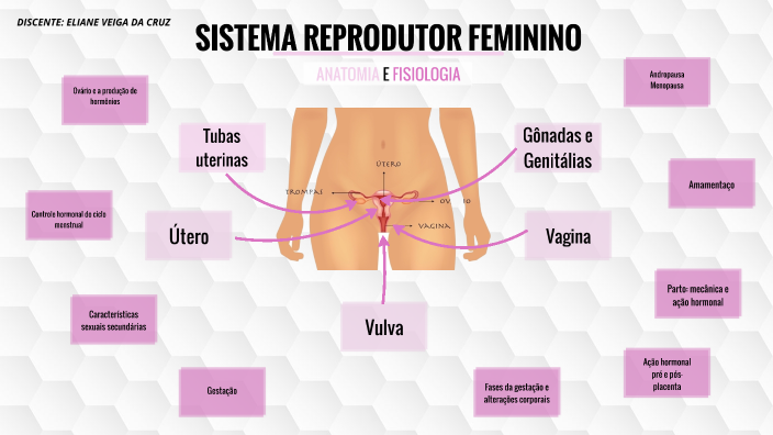 Mapa Conceitual Sistema Urinário By Eliane Veiga Da Cruz 0713