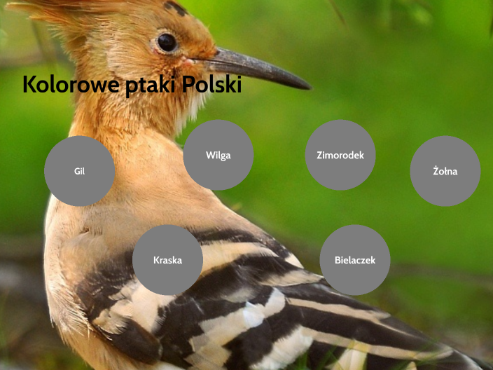 Kolorowe Ptaki Polski By Kacper Cygert On Prezi