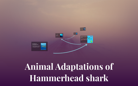 Animal Adaptations of Hammerhead shark by Wilson Jr. Merchan on Prezi