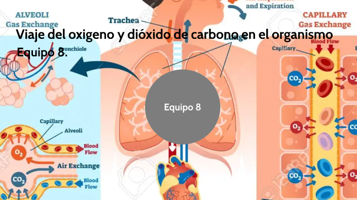Viaje del oxigeno y dióxido de carbono en el organismo by Fátima Gaytan