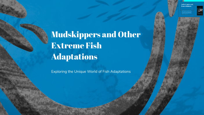 Extreme Fish Mudskippers and Other Extreme Fish Adaptations by nana SHi on Prezi