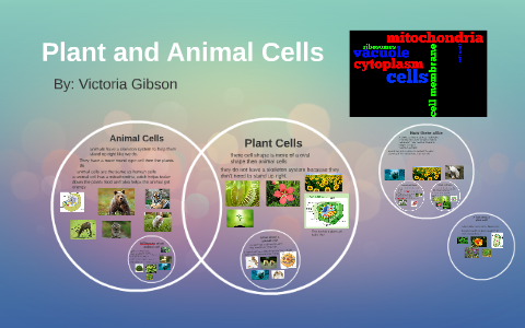 Plant and Animal Cells by Tori Gibson on Prezi