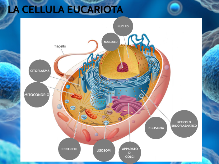 La Cellula Eucariotica by francesca costanzo on Prezi