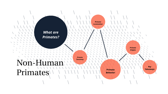 Anthropology Visual Study Guide OSU 3237 – MindView