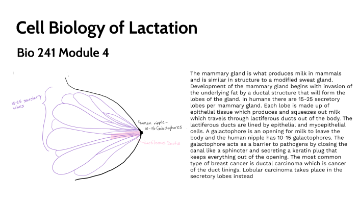 Module 4: Biology of Lactation by Will Braaton