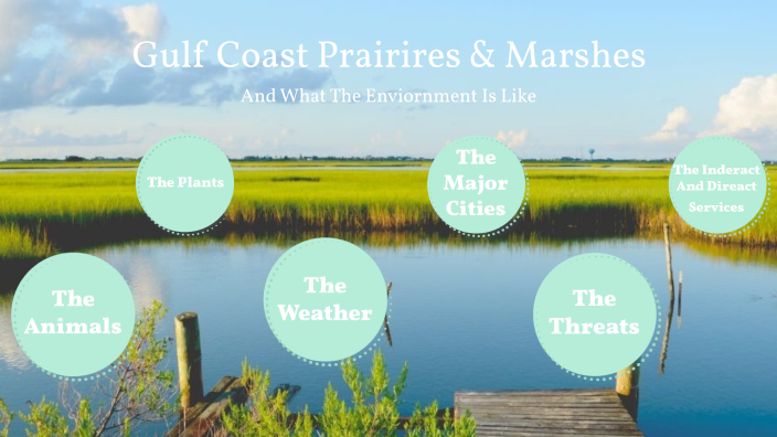 The Gulf Coast Prairies And Marshes By Keira Azuara On Prezi 4192