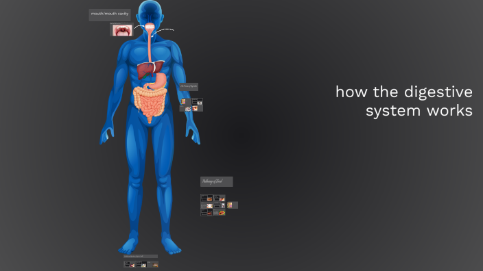 Understanding the Digestive System by Eliyas Kitchen on Prezi