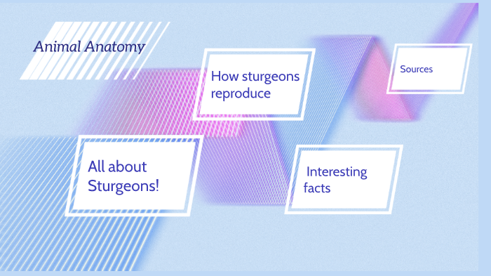 Animal Anatomy Project by Heather Hamilton on Prezi