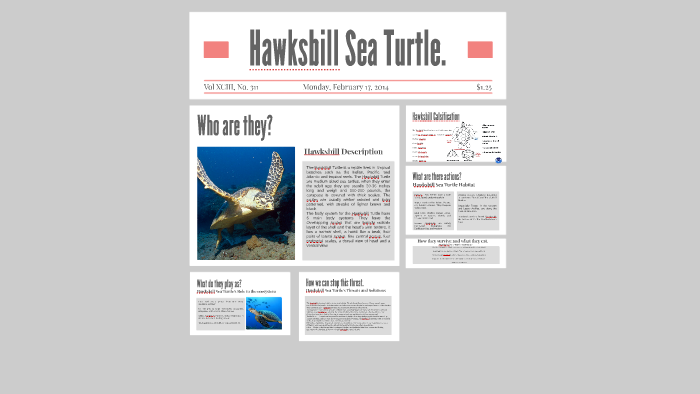 Hawksbill Sea Turtle. by Ruben Brito on Prezi
