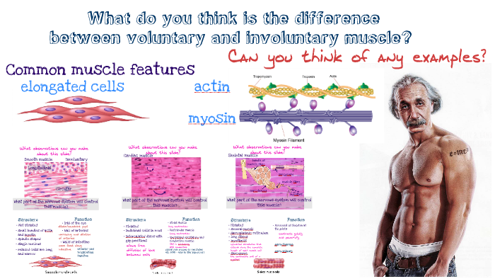 voluntary-and-involuntary-muscles-by-tre-briercliffe