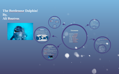 The Bottlenose Dolphin! by Ali boutros on Prezi