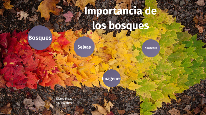 Importancia De Los Bosques By Diana Meza