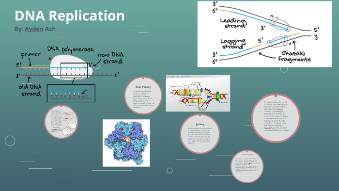 DNA Replication by ayden ash on Prezi