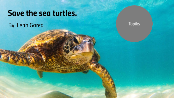 Save the sea turtles by Leah Gard on Prezi