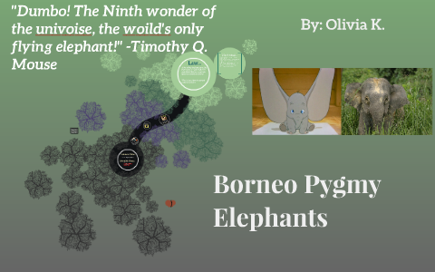 Borneo Pygmy Elephants by Olivia Kindred on Prezi