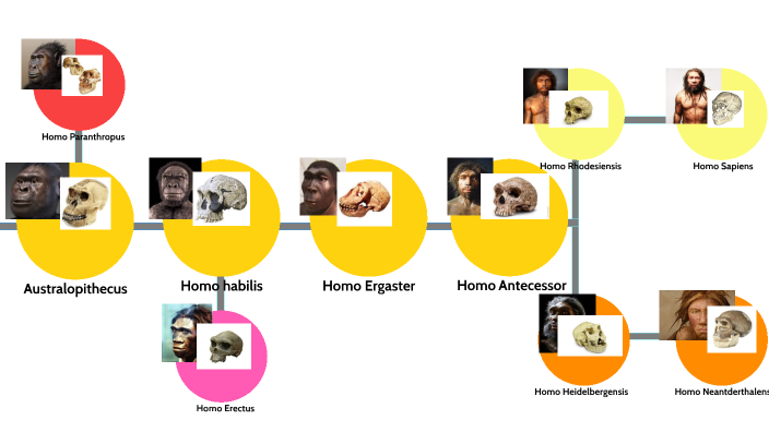 Evolución del homosapiens by Hector Ramos Jiménez on Prezi