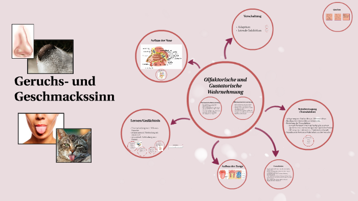 Geruchs-/Geschmackssinn By Leane Hecht On Prezi