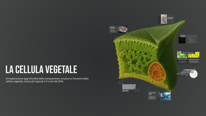 La Cellula Vegetale by Malak Essaadi on Prezi