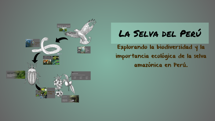 La Selva del Perú by KAREN VARGAS VALLE on Prezi