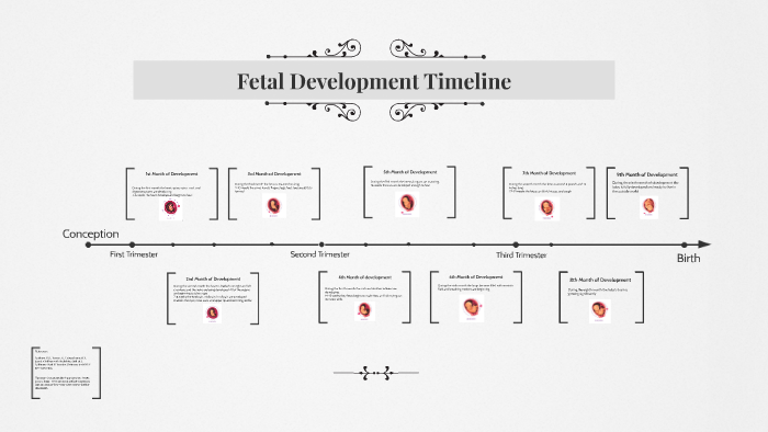 Fetal Development Timeline by Morgan Povoski on Prezi