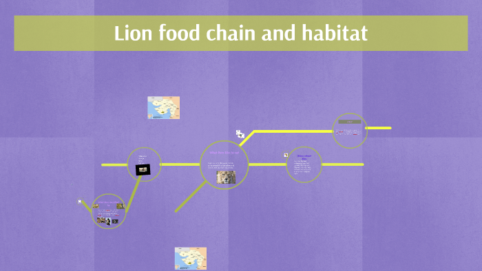 lion food chain by Markus Forrest