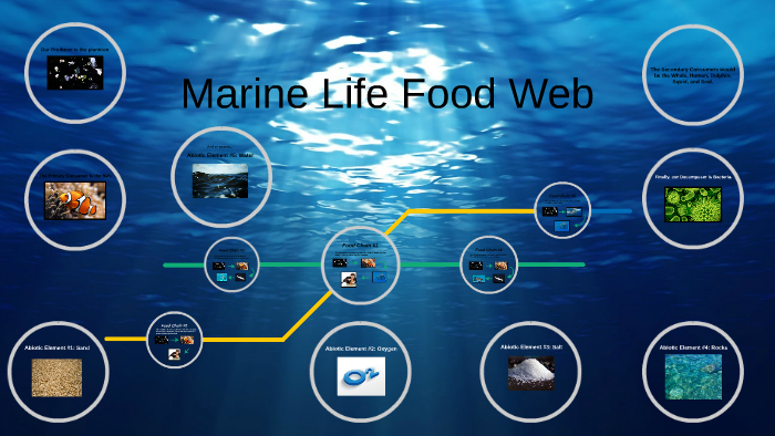 Marine Life Food Web by Emily Eggenberger on Prezi