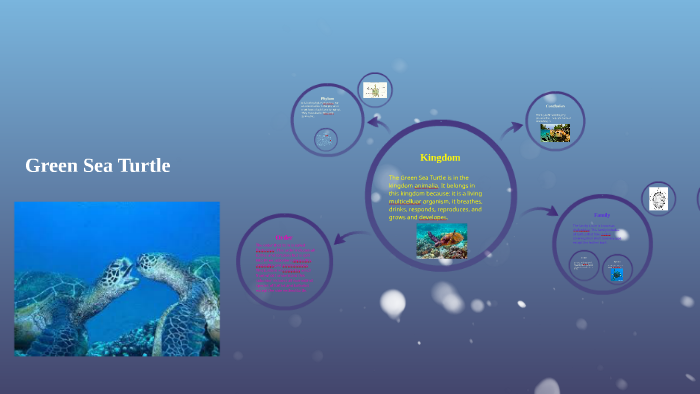 Green Sea Turtle by Samuel Knight on Prezi