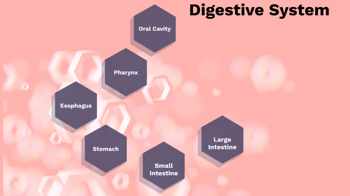 Digestive System - Extra Credit by Hannah Wright on Prezi