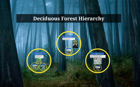 Deciduous Forest Hierarchy by Hunter Hornaday on Prezi