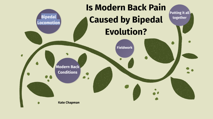 The Spine: Affects of Bipedal Locomotion Evolution by Kate Chapman on Prezi