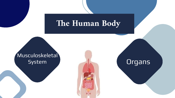 The Human Body by vane1750 vane1750 on Prezi