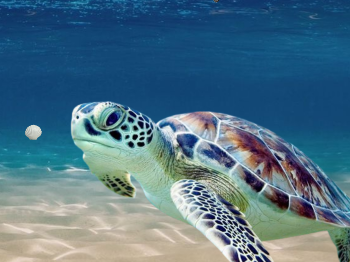 Sea Turtles by Amy Quintanal on Prezi