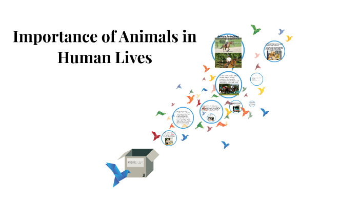 importance-of-animals-in-human-lives-by-wiktoria