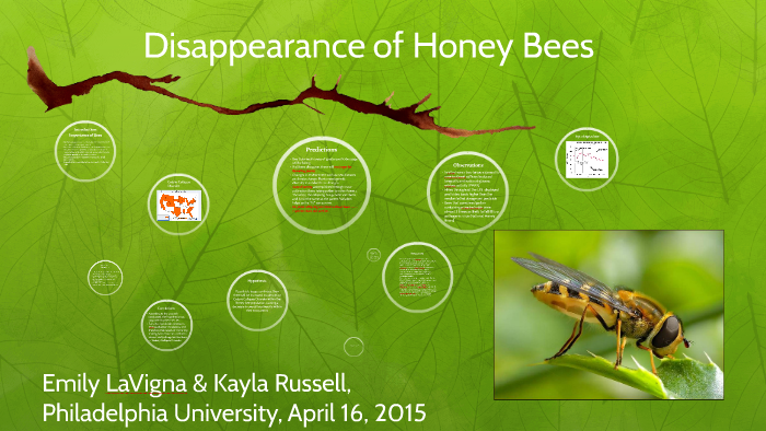 Disappearance Of Honey Bees By Emily Lavigna