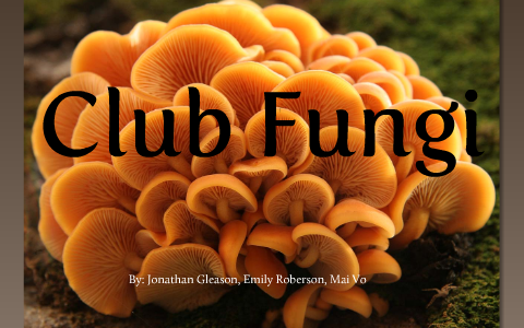 club fungi life cycle