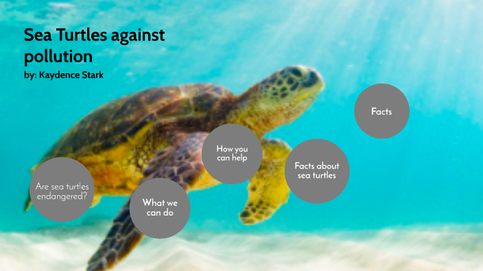 Sea Turtles by Kaydence Stark on Prezi
