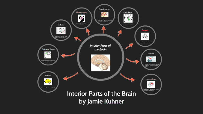 Interior Parts Of The Brain By Jamie Kuhner On Prezi