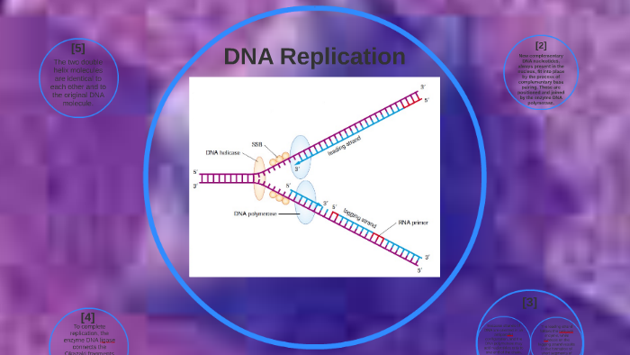 DNA Replication by Virginia Nazzari on Prezi