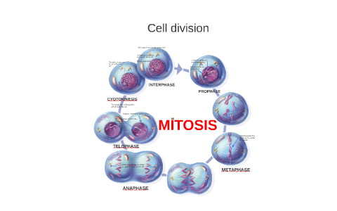 Cell division Mitosis by tan randy on Prezi