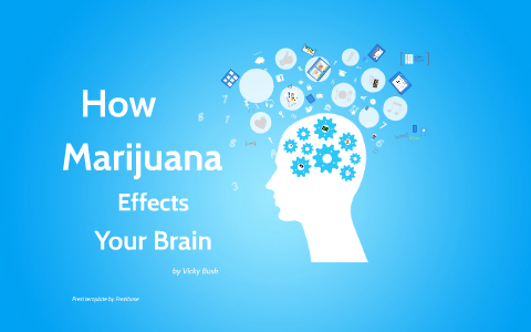 It's Your Brain...How Marijuana Effects Your Brain By Vicky Bush